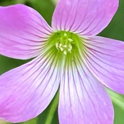 violaceae avatar