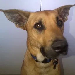 virtashare avatar