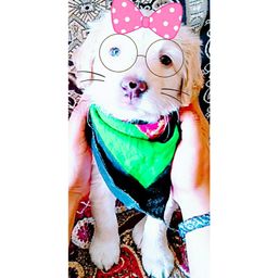 Mr.Vishhhhhal avatar