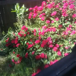 WanderingMoon avatar