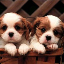 jeck n lucy avatar
