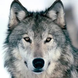 Wolfenlord avatar