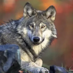 wolfhart avatar