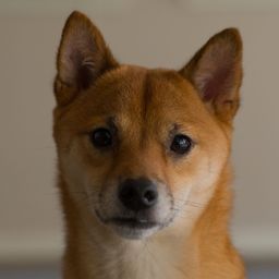 wowmiko avatar