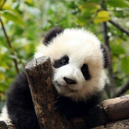 xiaonanli avatar