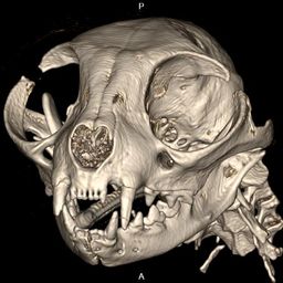 xrayman avatar