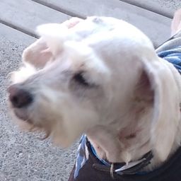 NoSoyMillo avatar