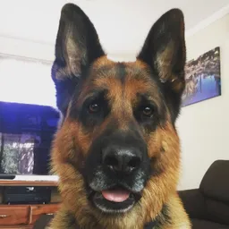 YahtzeeDog avatar