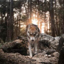 yougotwolfed 