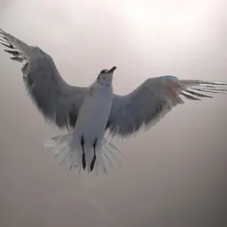 youhavewings avatar