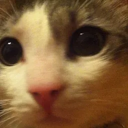 zap avatar
