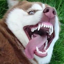 zaqsza avatar