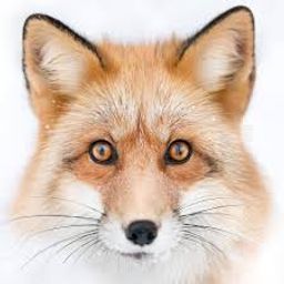 zorrogdl avatar